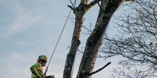 Tree Removal, Tree Cutting, Tree Service, Free Estimates