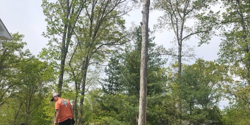 Tree Removal, Tree Cutting, Tree Service, Free Estimates